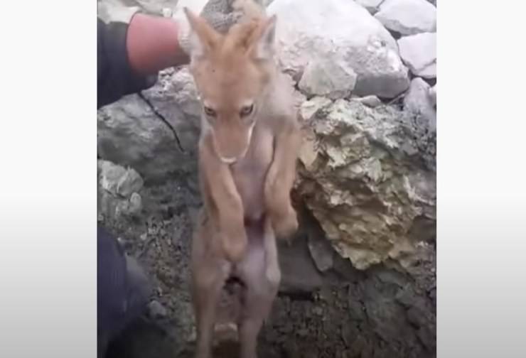 cucciolo coyote incastrato liberato operai