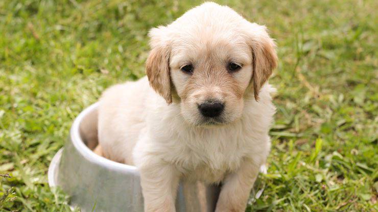 Cucciolo cane