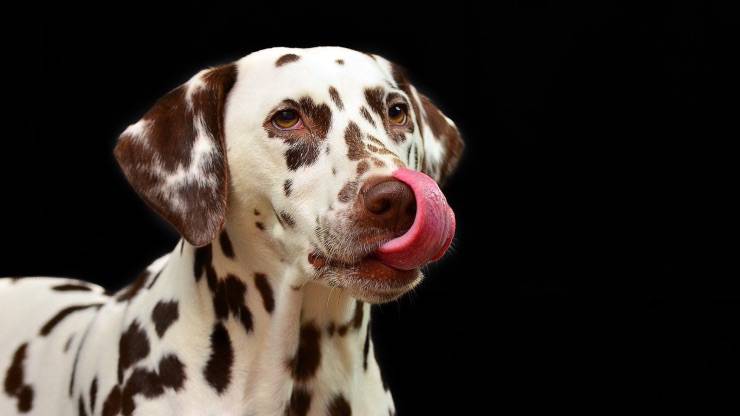 Le chien peut manger la sauce béchamel