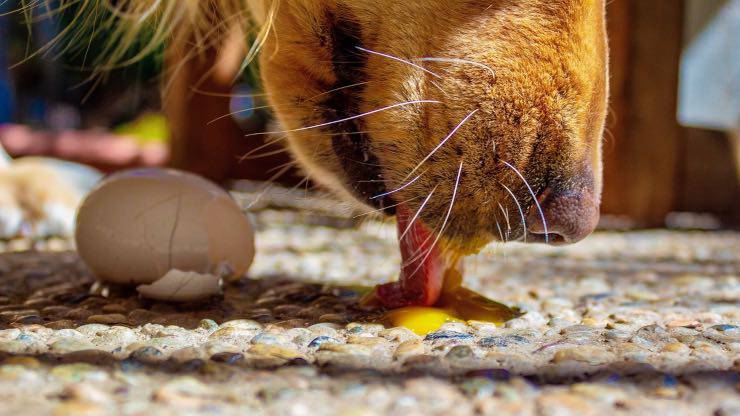 Régime alimentaire pour l'épilepsie du chien