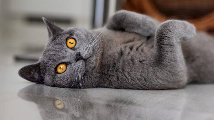 differenza british shorthair certosino (1)