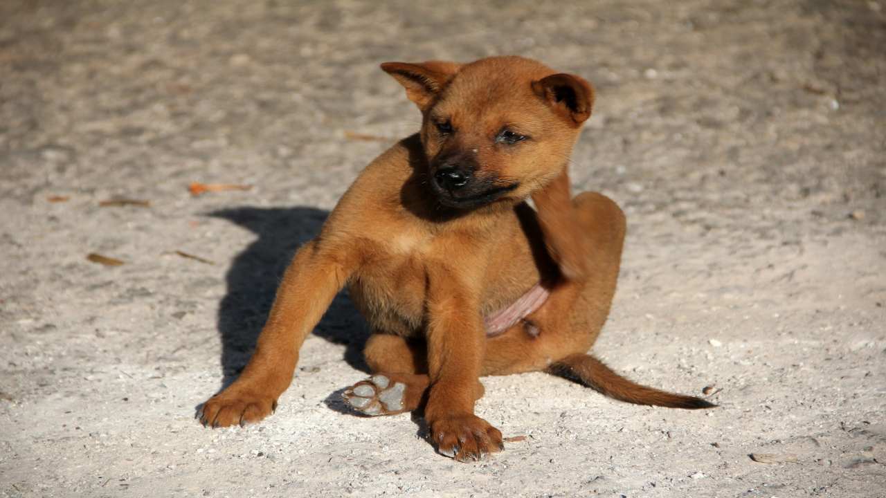 Il cane ha il prurito: quali sono i motivi di questo disagio e come