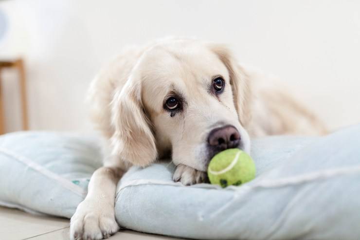 Il cane è abbattuto