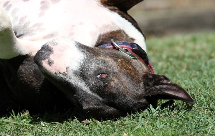 Razze di cani per case con giardino