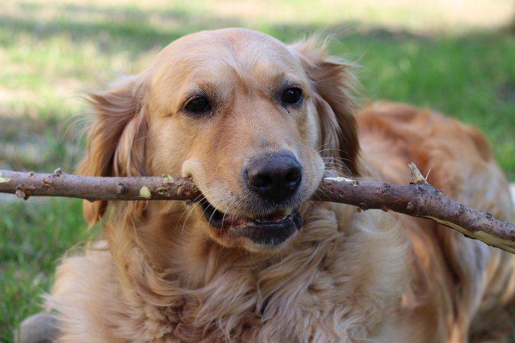 Labrador gioca con un pezzo di legno