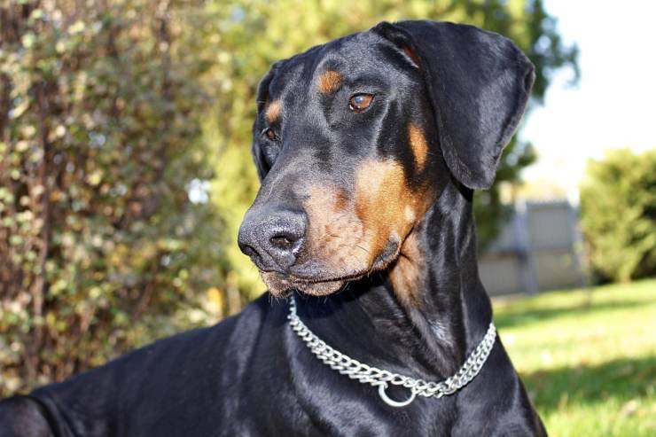 Malattie più comuni del Dobermann