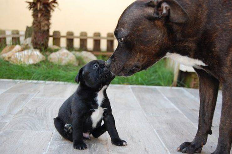 Staffordshire Bull Terrier curiosità origini