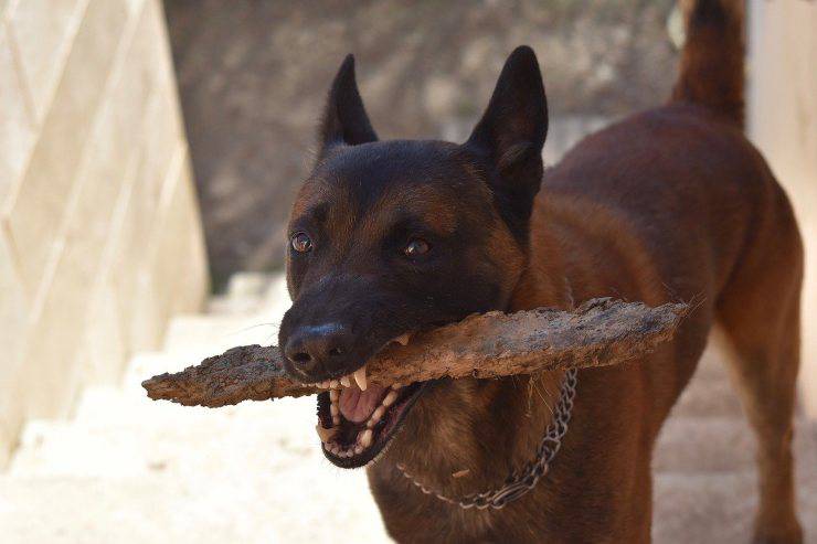 Pezzo di legno in bocca