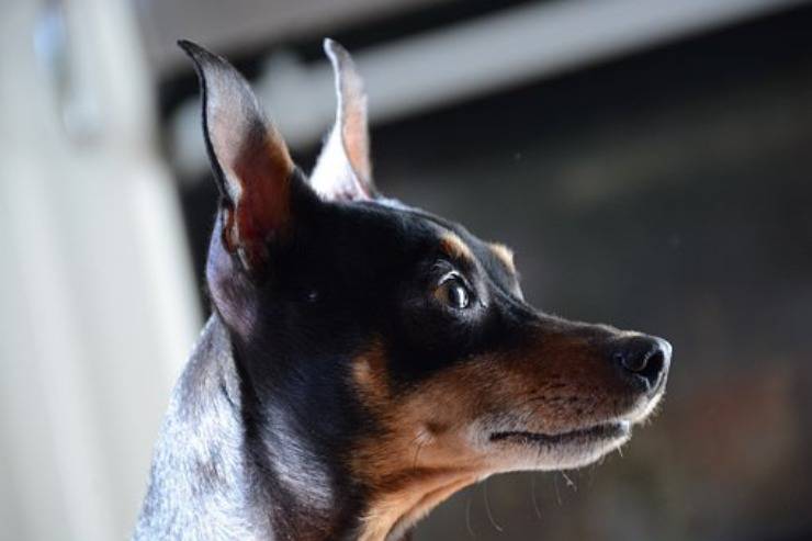 adottare cane pinscher nano Zwergpinscher padrone ideale