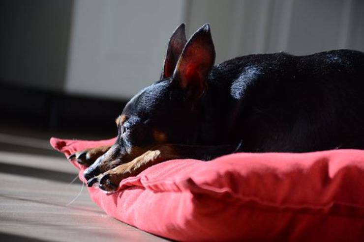 Diète zwergpinscher nain pinscher manger