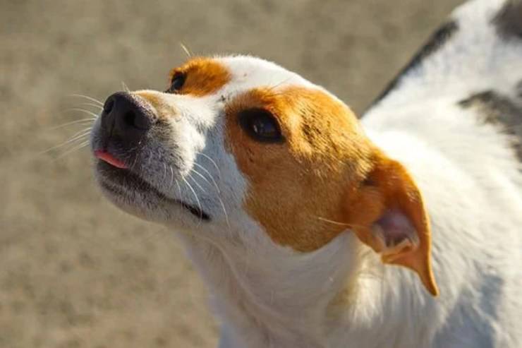 cane annusa riconosce fiuta tumori cancro tumore