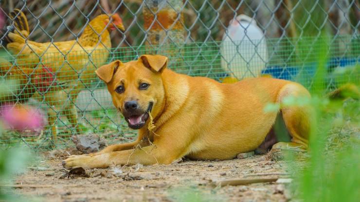 Poulet cru pour chien