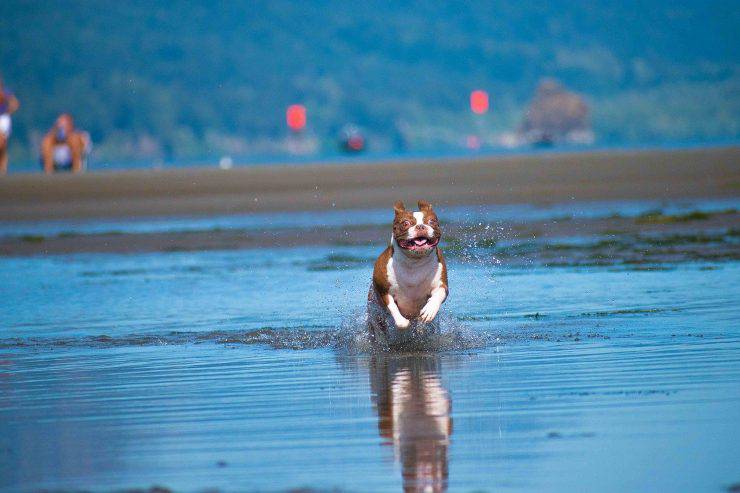 Boston Terrier in acqua