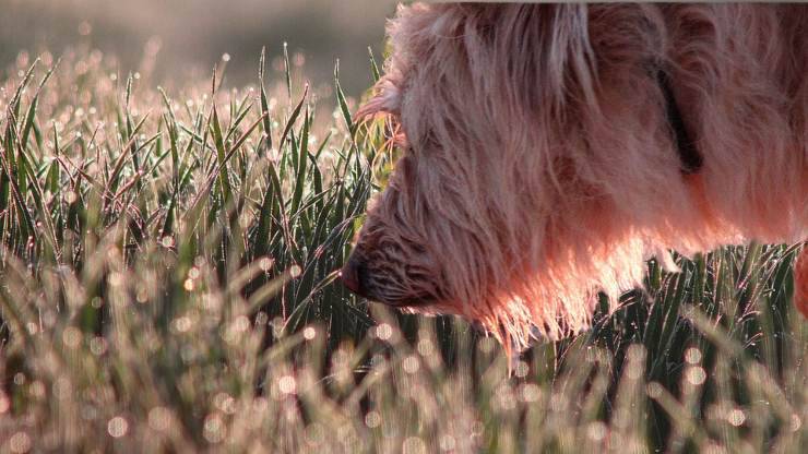 cane annusa insistentemente