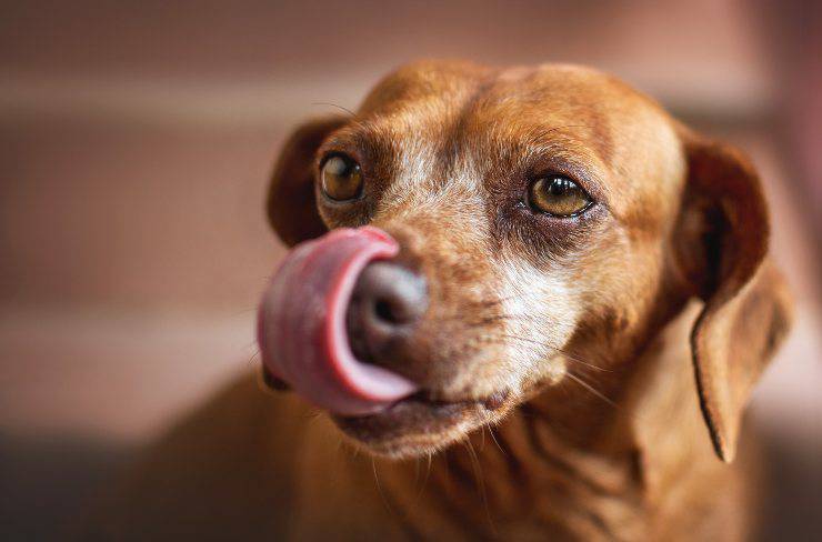 Il cane lecca olio fritto