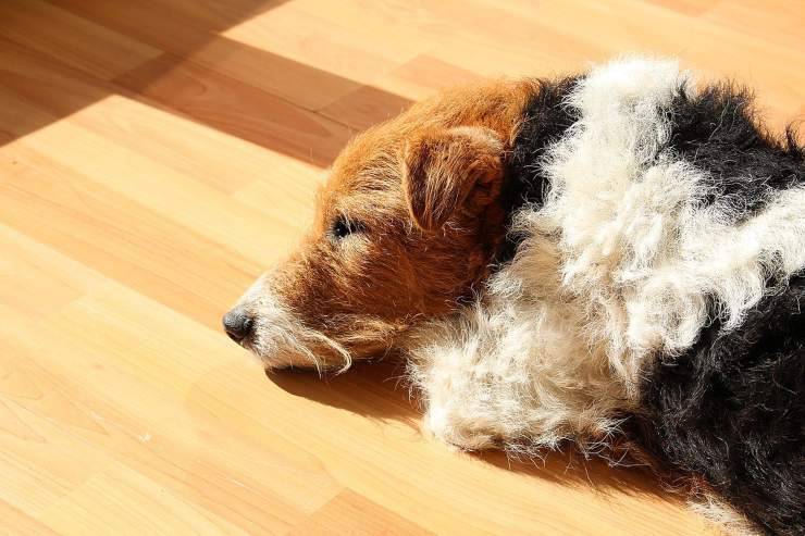 Razze di cani per case con giardino: Fox Terrier