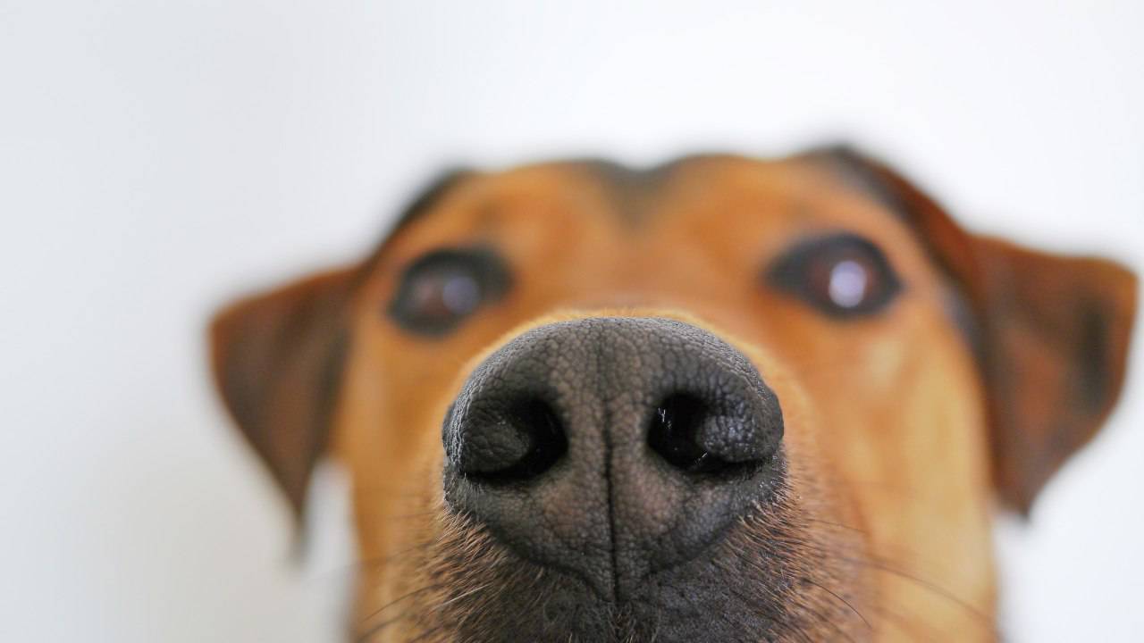 Quante Razze Di Cani Ci Sono