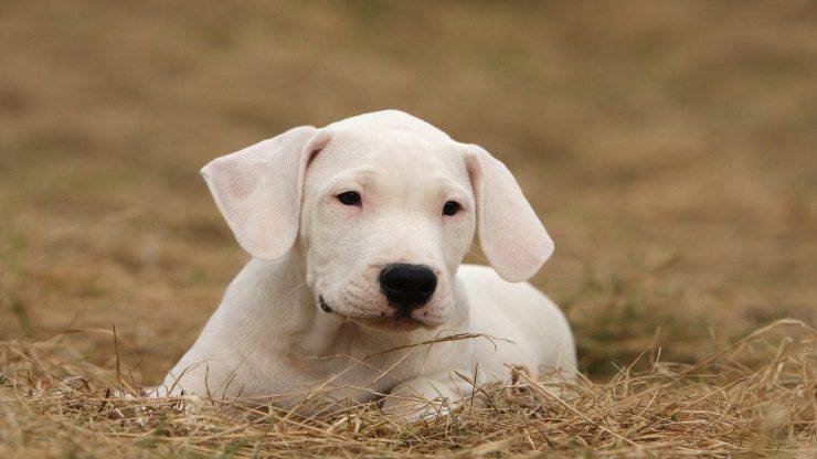 Cani di origine argentina: Dogo