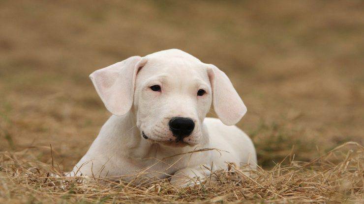 utilità cani