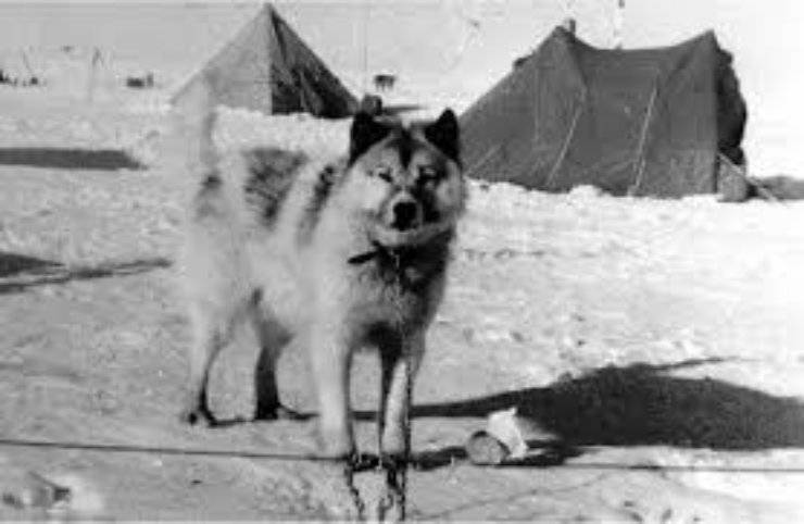 Cani di origine argentina: Argentine Polar Dog