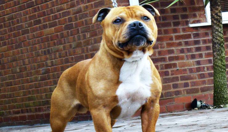 Staffordshire Bull Terrier cane adottare