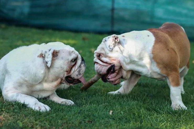 bulldog inglese english razze cani compatibili