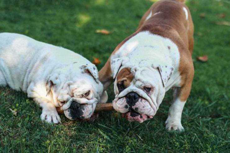 bulldog inglese english razze cani compatibili