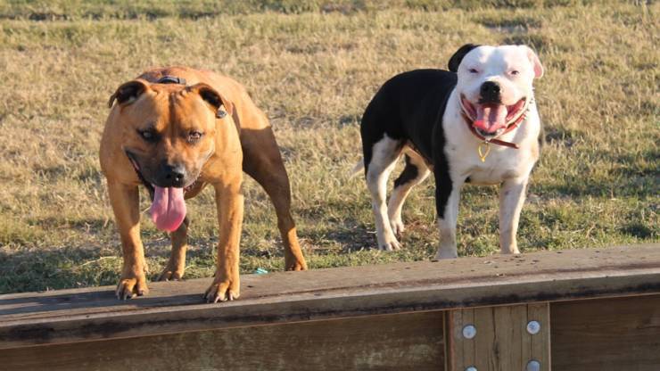 Staffordshire Bull Terrier alimentazione mangiare dieta