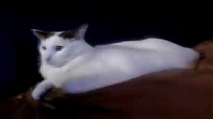 Le chat posant (photo vidéo)
