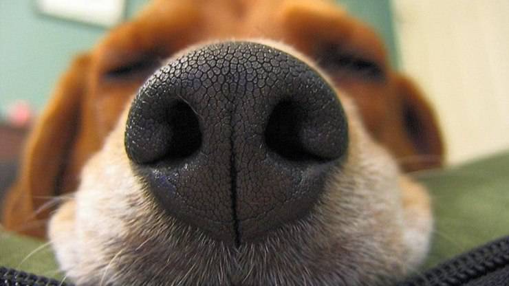 perro olfatea barriga estomago olor nariz