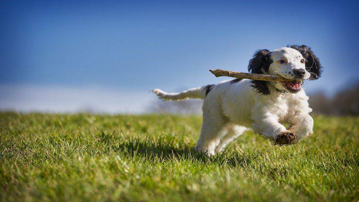 Cane mangia pezzi di legno