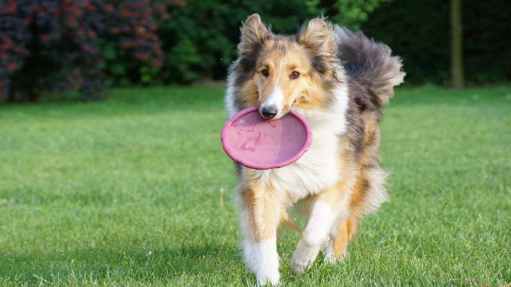 Razze di cani per case con giardino