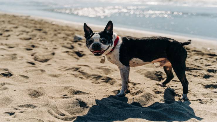 Curiosità sul Boston Terrier