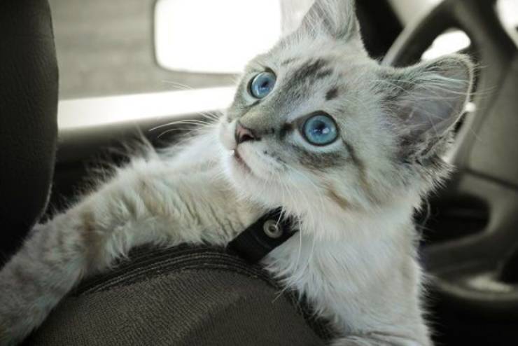 gatto ansioso in auto