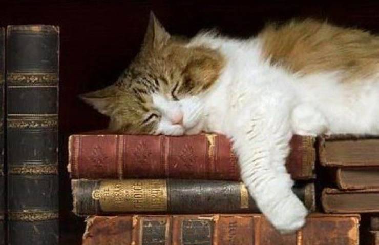gatto dorme tra i libri