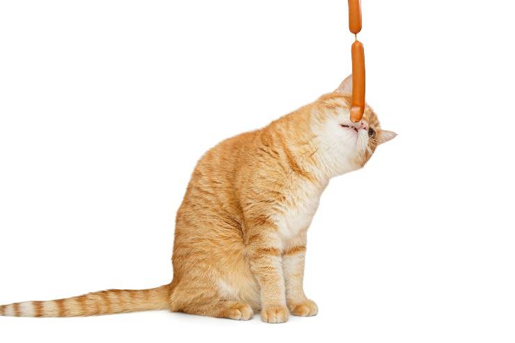 gatto mangia wurstel