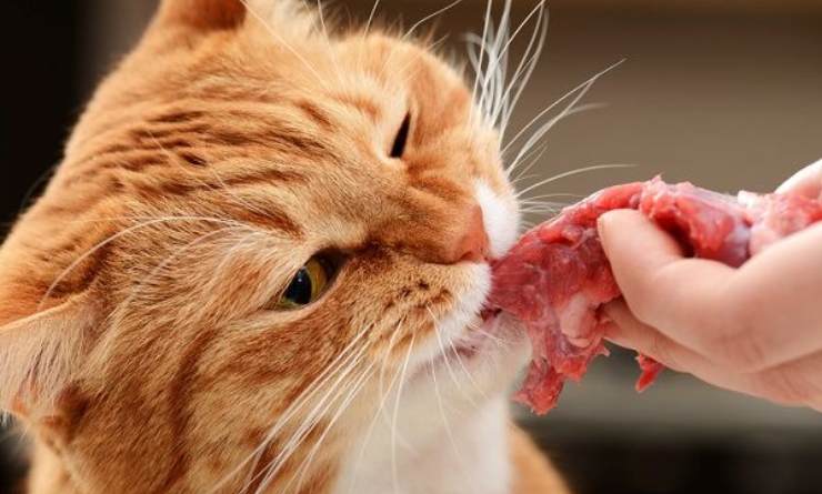 gatto mangia carne