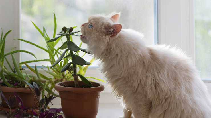 gatto mangia le piante