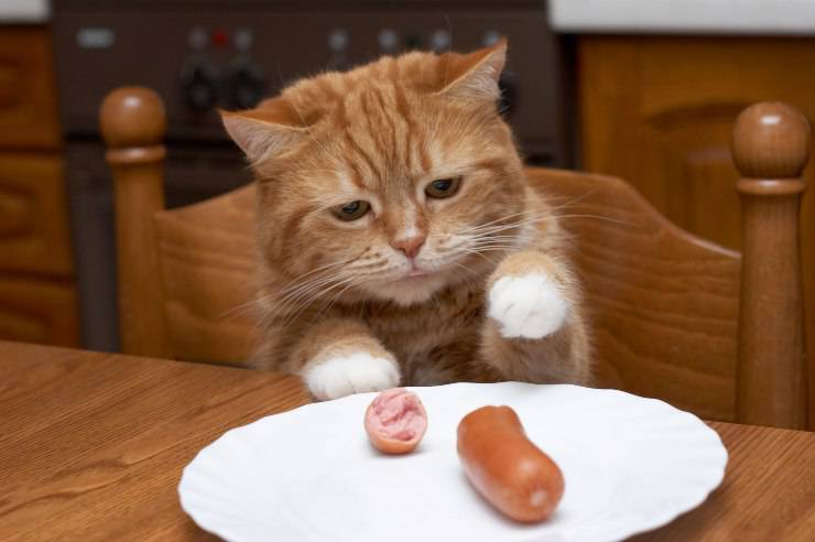 gatto può mangiare wurstel