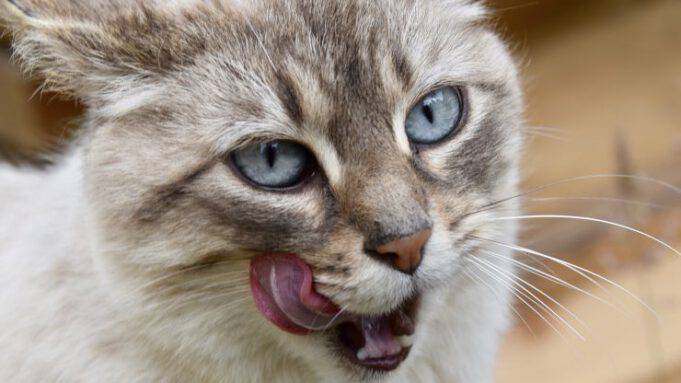 Quanto Resiste Un Gatto Senza Fare Pipì