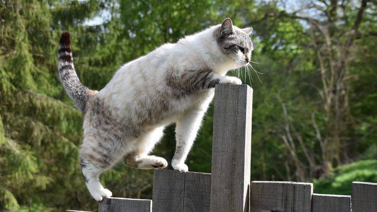 Che cos'è il Cat Agility