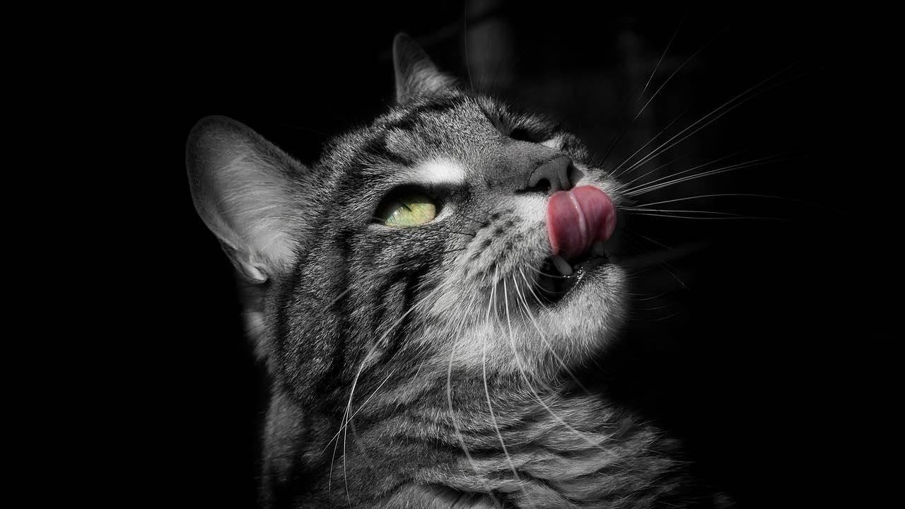 Quanto Resiste Un Gatto Senza Fare Pipì