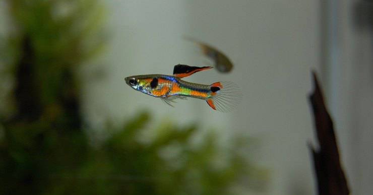 I pesci più longevi nell'acquario: pesce guppy