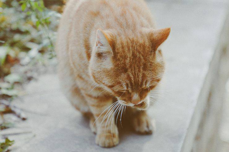 La malattia nel gatto