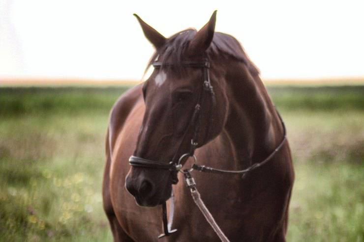 Animali per la Pet Therapy: il cavallo