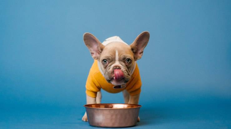 il cane può mangiare cavolo rosso