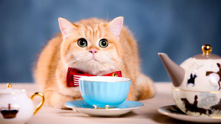 il gatto può bere tè