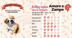 infografica cane bulldog inglese new