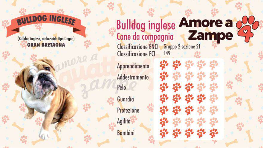 infografica cane bulldog inglese new