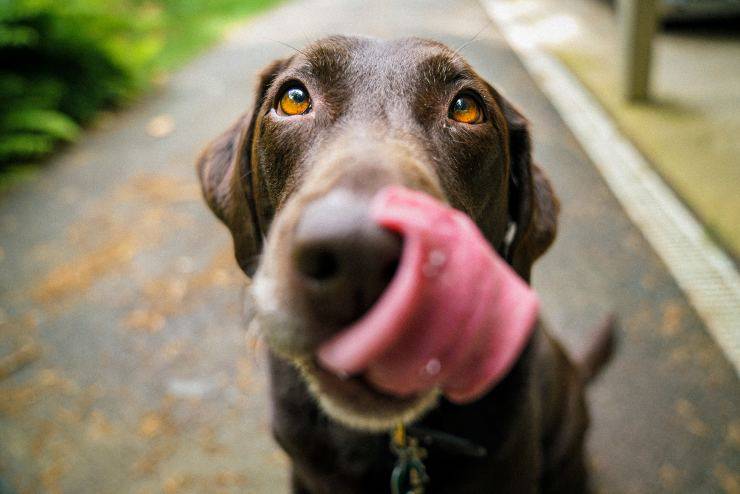 I latticini per il cane